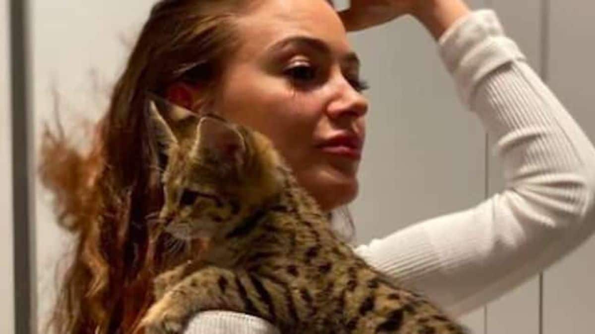 Ou Est Rajah Le Chat D alix Le chat d'Alix porté disparu, les internautes lui demandent des comptes -  Gossip